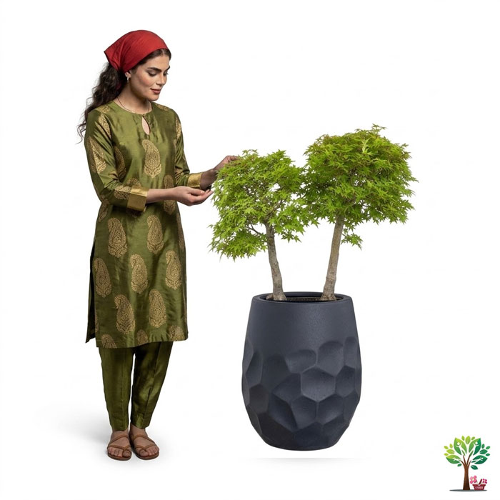 8 بونسای لوکس افرا مدل B33 (ارسال سریع امروز) - Image 1