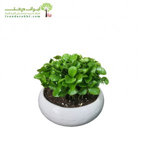 سبزه نارنج