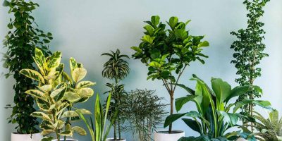 معرفی گیاهان آپارتمانی اکسیژن ساز