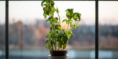 پنجره های مناسب برای گیاهان آپارتمانی کدام است؟