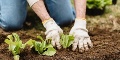 کود پودری برای گیاهان آپارتمانی